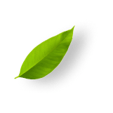 leave