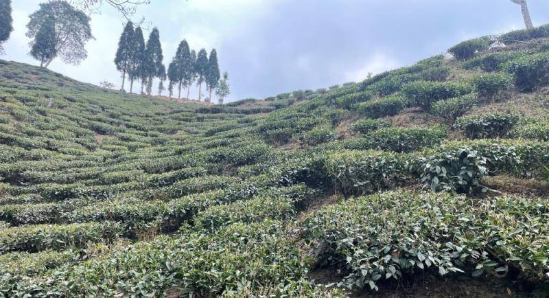 Arya Tea Estate in Darjeeling showcasing premium orthodox tea leaves grown in high-altitude Himalayan gardens