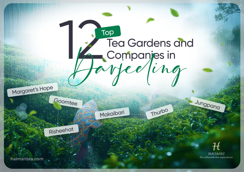 Lush tea gardens in Darjeeling spread across misty Himalayan hills, where workers hand-pick leaves that make the region’s world-famous teas