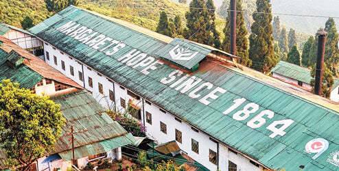 Margaret’s Hope Tea Estate Darjeeling producing bright, floral and aromatic black teas