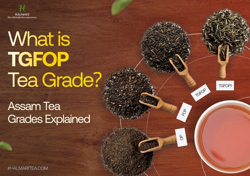 What is TGFOP Tea Grade